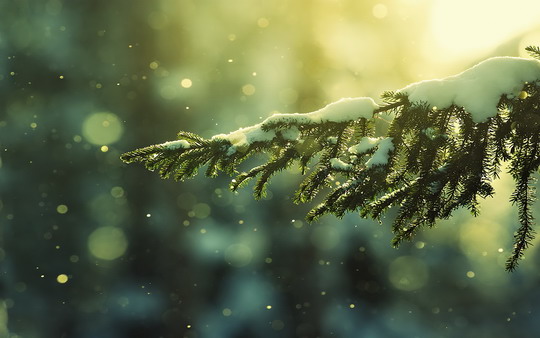 Christmas-Tree-Snow