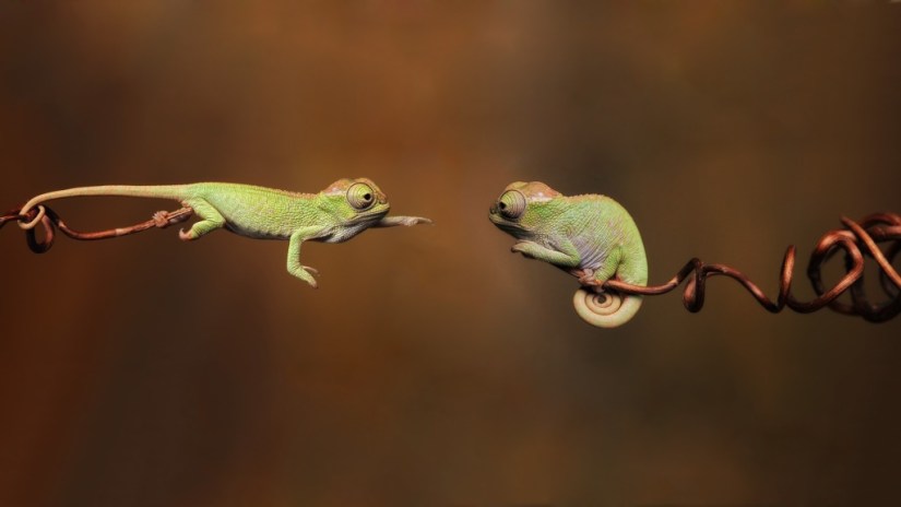 Tiny-Chameleons-Reaching-Out-1024x576-wallpaperz.co